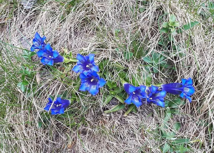 Schlossar Haus Bed & Breakfast 3*