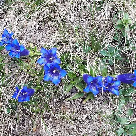 Schlossar Haus לינה וארוחת בוקר 3*